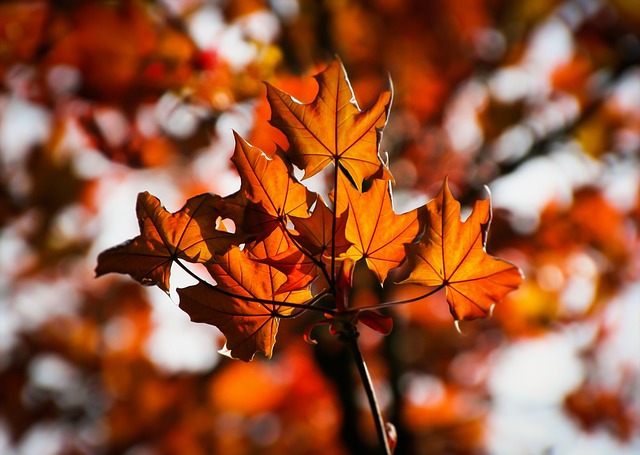 maple, leaves, autumn, fall, branch, foliage, nature, maple leaves, autumn leaves, close up, maple, maple, leaves, leaves, leaves, leaves, autumn, autumn, autumn, autumn, fall, fall, fall, fall, fall, maple leaves, maple leaves, autumn leaves, autumn leaves