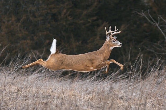 deer, buck, animal, whitetail, wildlife, deer in motion, nature, jumping deer, antlers, wildlife conservation